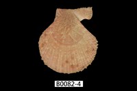 藏品(日本海扇蛤)的圖片